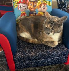 Reunited Female Cat last seen Briarwood blvd and Cedar Bluff Road, Knoxville, TN 37923