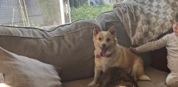 Lost Female Dog last seen 100th and 124th, Kirkland, WA 98033