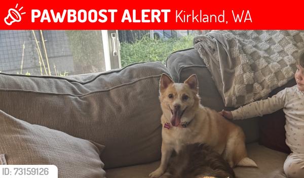 Lost Female Dog last seen 100th and 124th, Kirkland, WA 98033