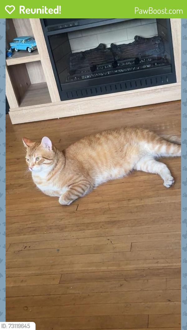 Reunited Male Cat last seen Armour road and McFarland, Peterborough, ON K9H 2B2