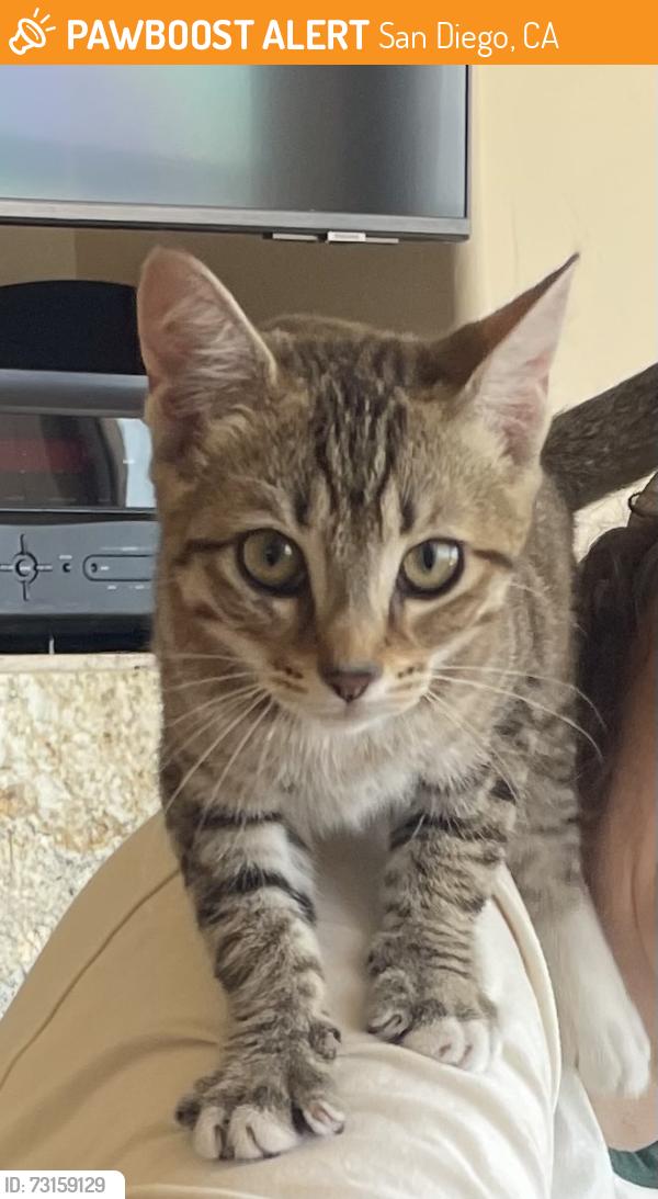 Found/Stray Female Cat last seen Asbury Ct and Ocean Front Walk, San Diego, CA 92109