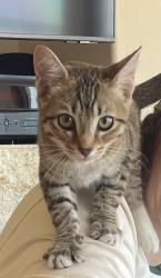 Found/Stray Female Cat last seen Asbury Ct and Ocean Front Walk, San Diego, CA 92109