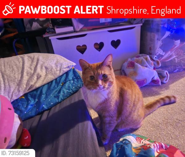 Lost Male Cat last seen Park and ride meole brace, Shropshire, England 
