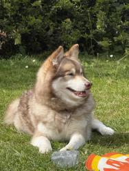 Lost Male Dog last seen Vale farm sports centre, Greater London, England HA0 3HE