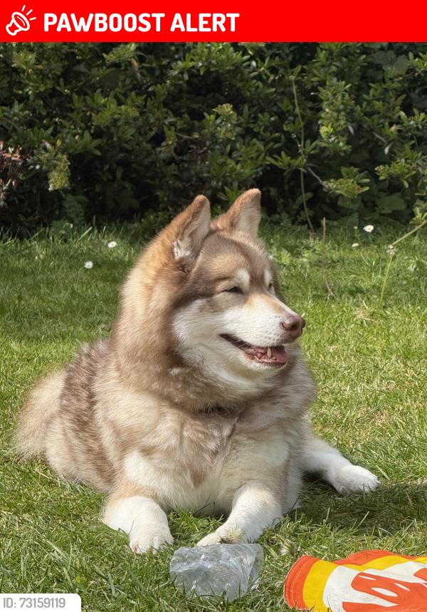 Lost Male Dog last seen Vale farm sports centre, Greater London, England HA0 3HE