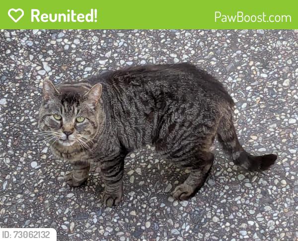 Reunited Unknown Cat last seen Whitegate & Woodhaven Circle, Lawrence, WI 54115
