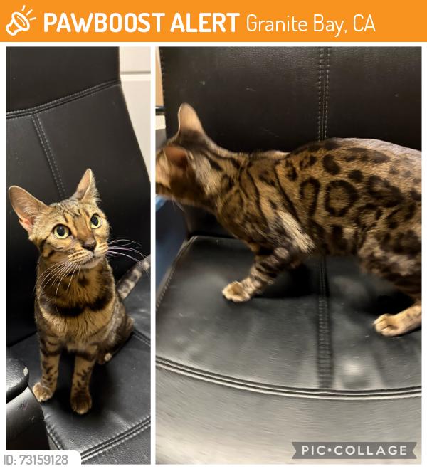 Found/Stray Female Cat last seen Douglas, Granite Bay, CA 95746