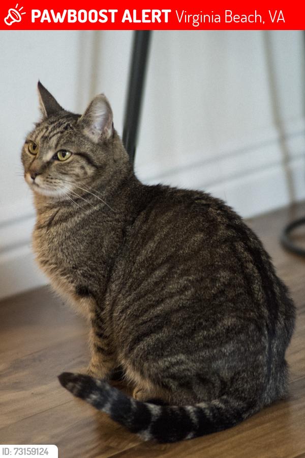 Lost Male Cat last seen Pacific Ave, Virginia Beach, VA 23451