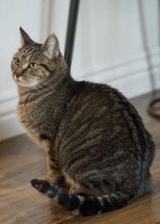 Lost Male Cat last seen Pacific Ave, Virginia Beach, VA 23451