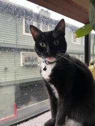 Reunited Female Cat last seen Bascom & Camden, Campbell, CA 95008