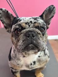 Reunited Female Dog last seen Rayo Del Sol Dr SW, Albuquerque, NM 87121, USA, Albuquerque, NM 87121
