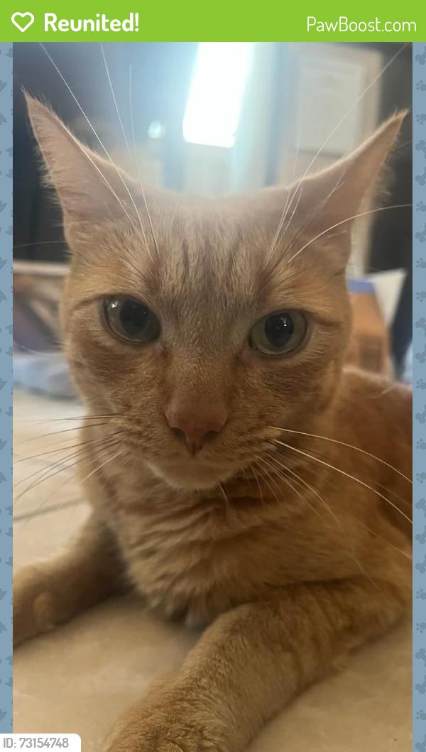 Reunited Male Cat last seen Near S Granada Avenue, Spring Valley, CA 91977