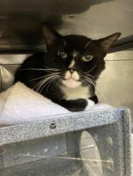 Shelter Stray Male Cat last seen Near BLK HOME ST, LONG BEACH, CA 90805, 7700 E Spring St, Long Beach, CA 90815, USA