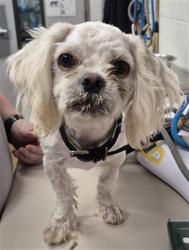 Shelter Stray Male Dog last seen ST PETERS, 4850 Mid Rivers Mall Dr, St Peters, MO 63376, USA