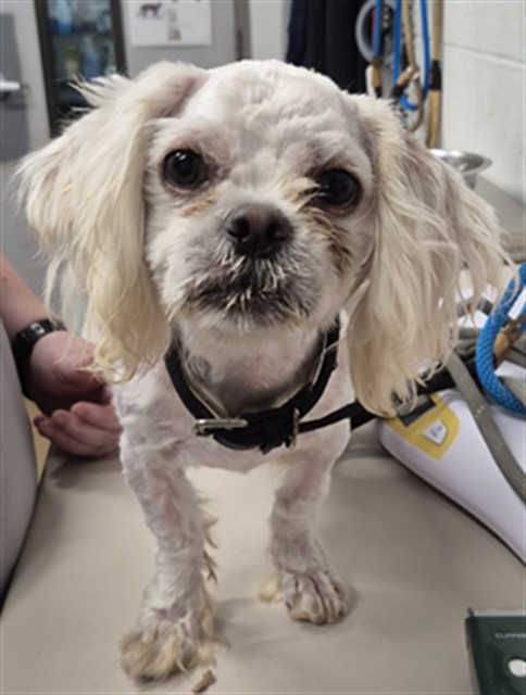 Shelter Stray Male Dog last seen ST PETERS, 4850 Mid Rivers Mall Dr, St Peters, MO 63376, USA