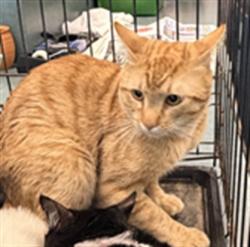 Shelter Stray Male Cat last seen , West Valley Animal Shelter, 20655 Plummer St, Chatsworth, CA 91311, USA