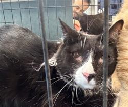 Shelter Stray Female Cat last seen , West Valley Animal Shelter, 20655 Plummer St, Chatsworth, CA 91311, USA