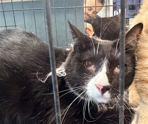 Shelter Stray Female Cat last seen , West Valley Animal Shelter, 20655 Plummer St, Chatsworth, CA 91311, USA