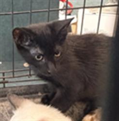 Shelter Stray Male Cat last seen , West Valley Animal Shelter, 20655 Plummer St, Chatsworth, CA 91311, USA