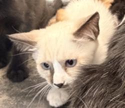 Shelter Stray Female Cat last seen , West Valley Animal Shelter, 20655 Plummer St, Chatsworth, CA 91311, USA