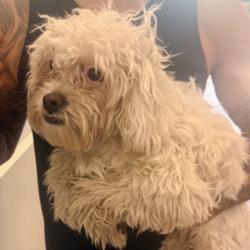 Shelter Stray Male Dog last seen , 14409 Vanowen St, Van Nuys, CA 91405, USA