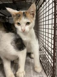 Shelter Stray Female Cat last seen , 14409 Vanowen St, Van Nuys, CA 91405, USA