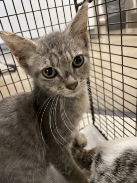 Shelter Stray Male Cat last seen , 14409 Vanowen St, Van Nuys, CA 91405, USA