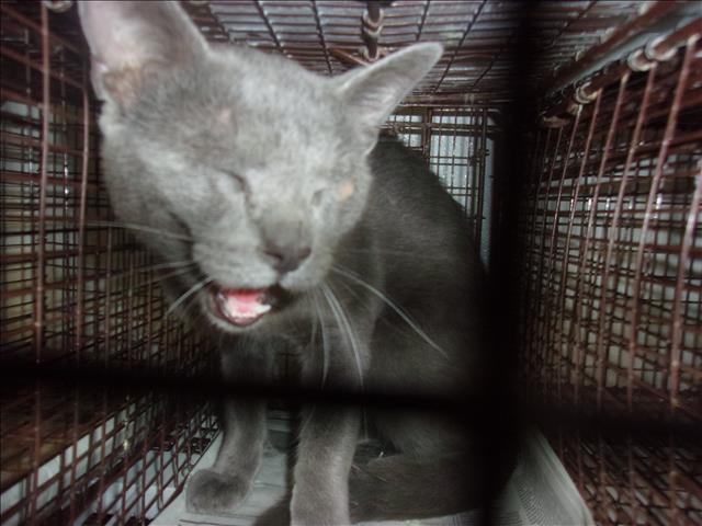 Shelter Stray Male Cat last seen , 14409 Vanowen St, Van Nuys, CA 91405, USA