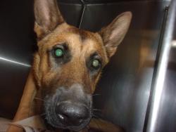 Shelter Stray Male Dog last seen , 14409 Vanowen St, Van Nuys, CA 91405, USA
