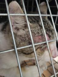 Shelter Stray Male Cat last seen , 14409 Vanowen St, Van Nuys, CA 91405, USA