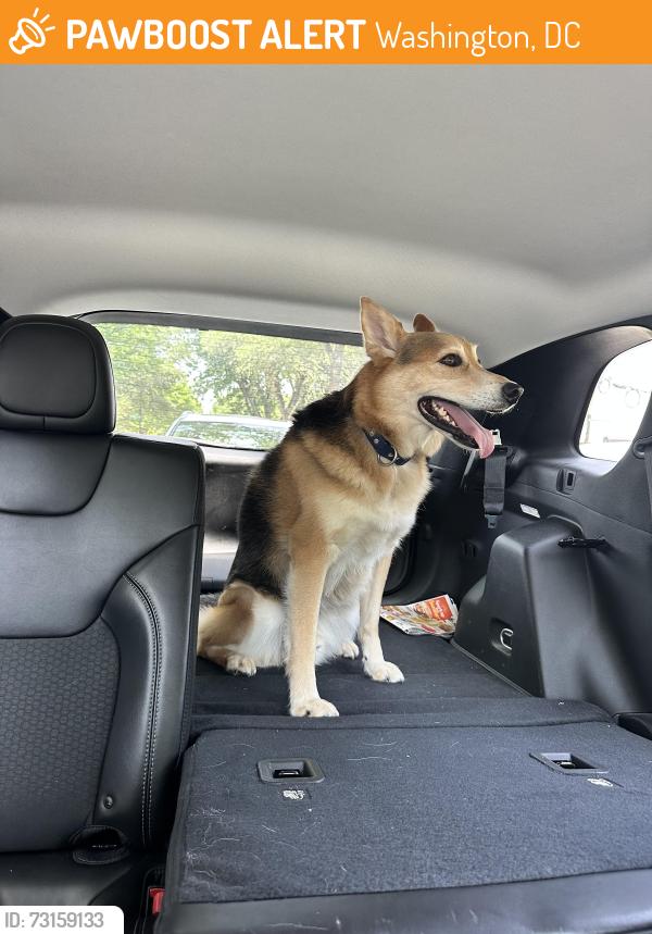 Found/Stray Male Dog last seen National Arboretum, Washington, DC 20002