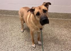 Shelter Stray Male Dog last seen Near BLOCK CLUBHEIGHTS CT, COLORADO SPRINGS CO 80906, 610 Abbot Ln, Colorado Springs, CO 80905, USA