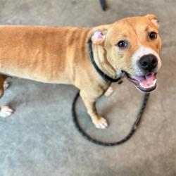 Shelter Stray Female Dog last seen EAGLES NEST RD/GRAYS AIRPORT RD FRUITLAND PARK, 12280 County Rd 448, Tavares, FL 32778, USA