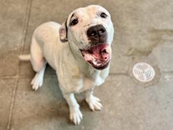 Shelter Stray Female Dog last seen EAGLES NEST RD/GRAYS AIRPORT RD FRUITLAND PARK, 12280 County Rd 448, Tavares, FL 32778, USA