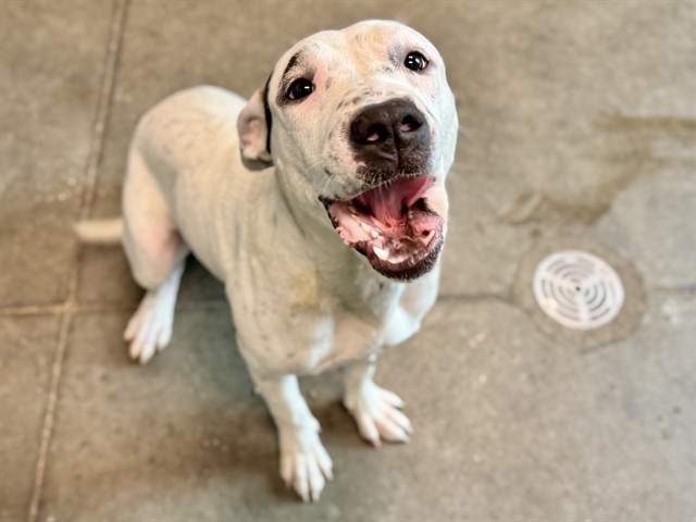 Shelter Stray Female Dog last seen EAGLES NEST RD/GRAYS AIRPORT RD FRUITLAND PARK, 12280 County Rd 448, Tavares, FL 32778, USA