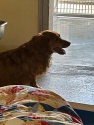 Shelter Stray Unknown Dog last seen , 232 Eslinger Way, Sanford, FL 32773, USA