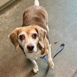 Shelter Stray Male Dog last seen CHORUS RD, MASCOTTE, 12280 County Rd 448, Tavares, FL 32778, USA