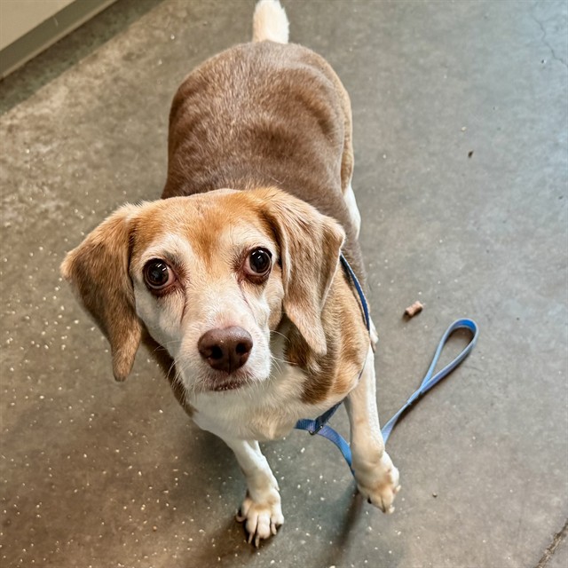 Shelter Stray Male Dog last seen CHORUS RD, MASCOTTE, 12280 County Rd 448, Tavares, FL 32778, USA