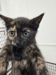 Shelter Stray Female Cat last seen Near BLOCK HAYES ST, HOLLYWOOD FL 33020, 2400 SW 42nd St, Fort Lauderdale, FL 33312, USA