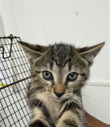 Shelter Stray Male Cat last seen Near BLOCK HAYES ST, HOLLYWOOD FL 33020, 2400 SW 42nd St, Fort Lauderdale, FL 33312, USA