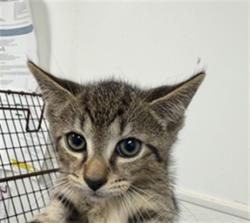 Shelter Stray Female Cat last seen Near BLOCK HAYES ST, HOLLYWOOD FL 33020, 2400 SW 42nd St, Fort Lauderdale, FL 33312, USA