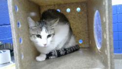 Shelter Stray Male Cat last seen Near BLOCK MARQUIS CT NE 87123, 8920 Lomas Blvd NE, Albuquerque, NM 87112, USA