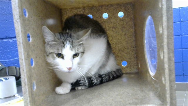 Shelter Stray Male Cat last seen Near BLOCK MARQUIS CT NE 87123, 8920 Lomas Blvd NE, Albuquerque, NM 87112, USA