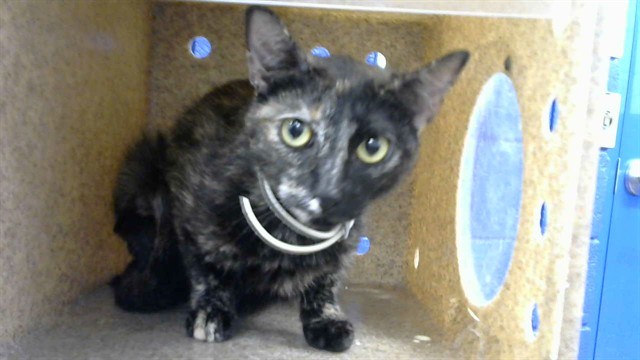 Shelter Stray Female Cat last seen Near BLOCK CENTRAL AVE NE 87108, 8920 Lomas Blvd NE, Albuquerque, NM 87112, USA