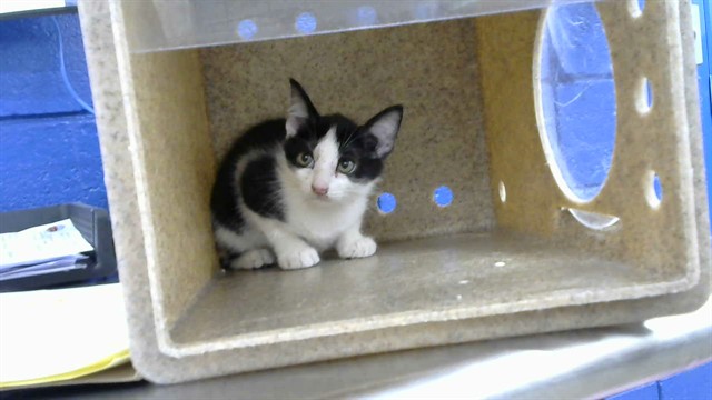 Shelter Stray Male Cat last seen Near BLOCK 3RD ST SW 87102, 8920 Lomas Blvd NE, Albuquerque, NM 87112, USA