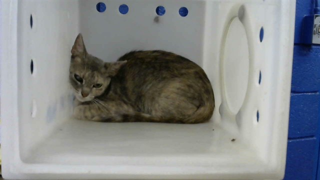 Shelter Stray Female Cat last seen Near BLOCK 3RD ST SW 87102, 8920 Lomas Blvd NE, Albuquerque, NM 87112, USA