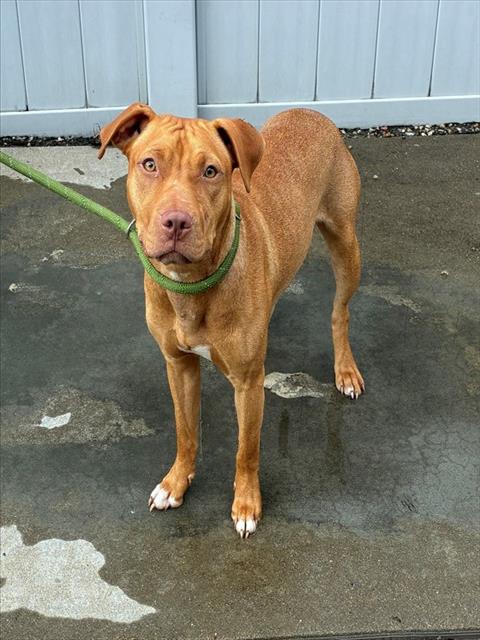 Shelter Stray Female Dog last seen Near BLOCK PENWAY AVE, 3528 Newburg Rd, Louisville, KY 40218, USA