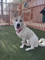 Shelter Stray Female Dog last seen Near BLOCK BLUE DIAMOND RD, LAS VEGAS NV 89139, 655 N Mojave Rd, Las Vegas, NV 89101, USA