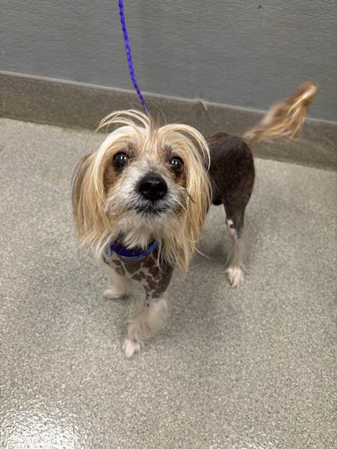 Shelter Stray Male Dog last seen E FLAMINGO RD & S PECOS RD, 655 N Mojave Rd, Las Vegas, NV 89101, USA