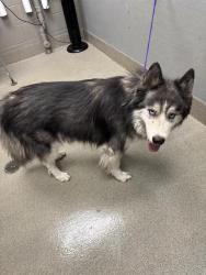 Shelter Stray Male Dog last seen RANCHO AND ALTA, 655 N Mojave Rd, Las Vegas, NV 89101, USA